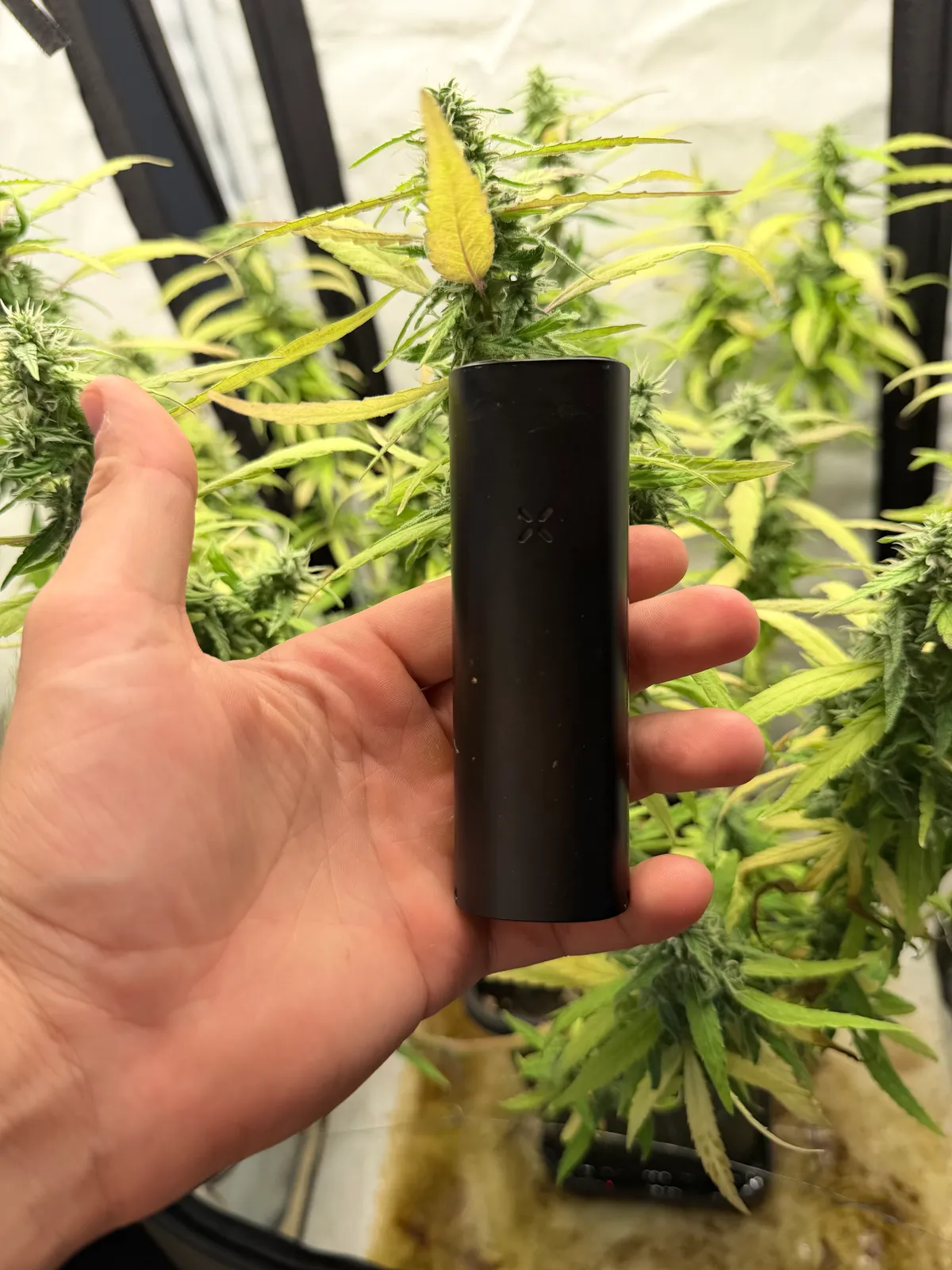 Pax FOUR Vaporizer gebraucht kaufen - PAX Labs Pax FOUR (wie neu), Produktfoto 1
